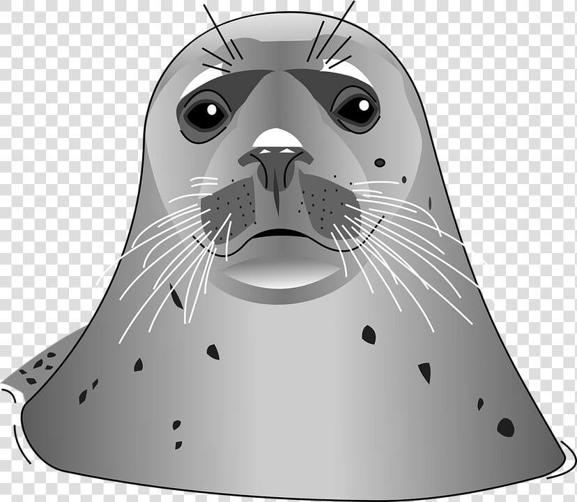 Download Harbor Seal Png Transparent Images Transparent   Harbor Seal Clip Art  Png DownloadTransparent PNG