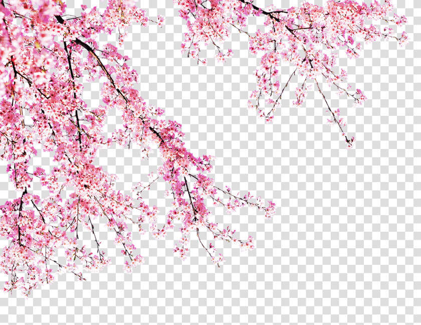 Blooming Peach Tree   Transparent Background Cherry Blossom Png  Png DownloadTransparent PNG