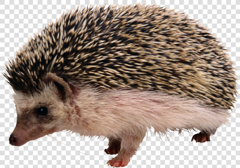 Hedgehog Png   Hedgehog Png Transparent  Png DownloadTransparent PNG