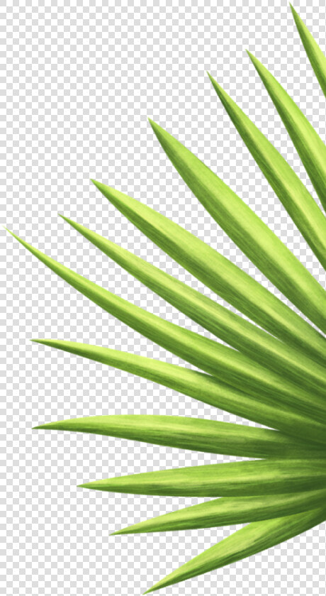 Saw Palmetto  HD Png DownloadTransparent PNG