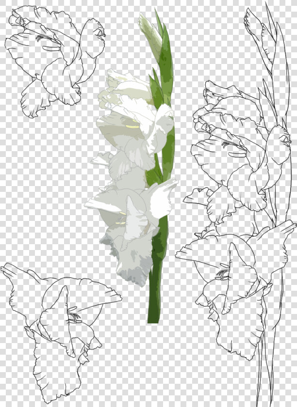 Transparent Gladiolus Png   Cách Vẽ Hoa Lay Ơn  Png DownloadTransparent PNG