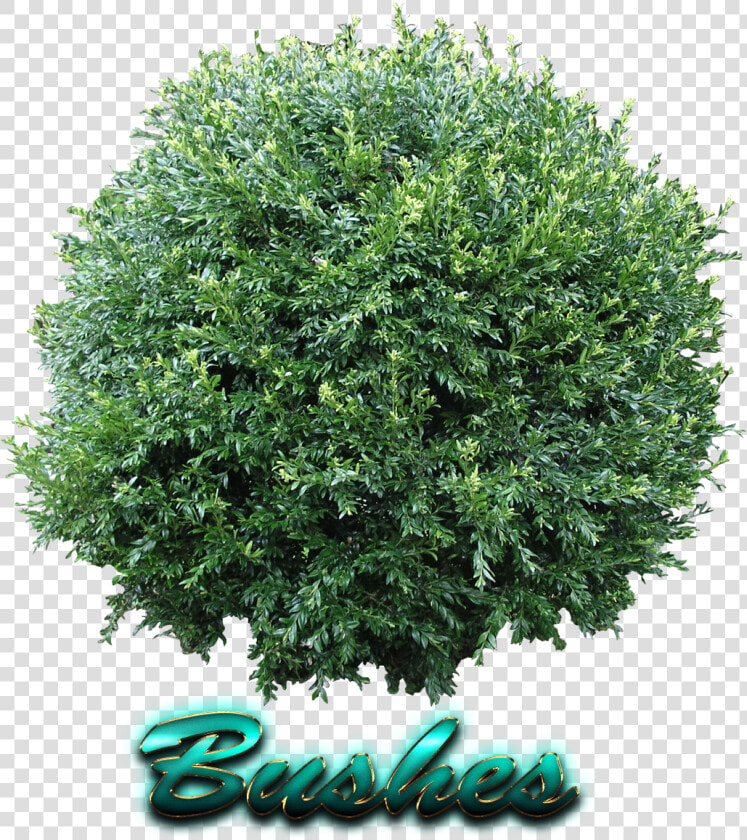 Bushes Free Png Image  Transparent PngTransparent PNG