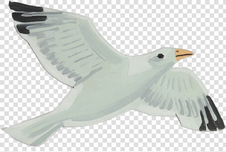 European Herring Gull  HD Png DownloadTransparent PNG