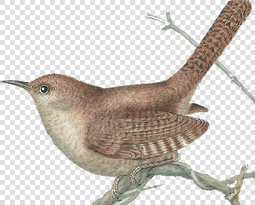 Tree Top Wren Picture  HD Png DownloadTransparent PNG