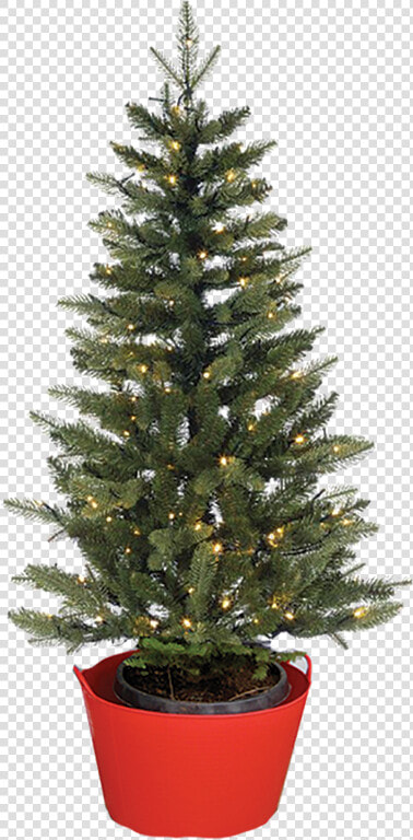 Keep The Roots Moist And Create Humid Air For The Tree   Alive Christmas Tree  HD Png DownloadTransparent PNG