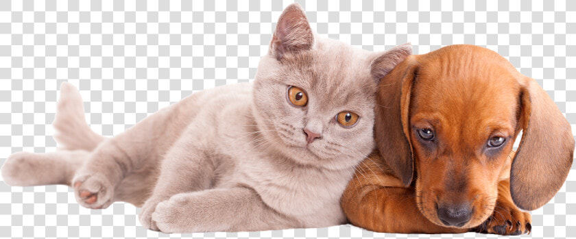 Transparent Perros Y Gatos Png   Dog And Cat  Png DownloadTransparent PNG