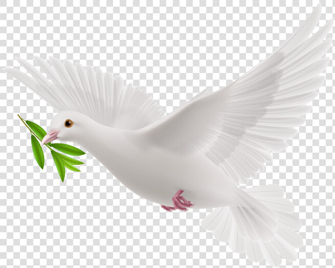 Transparent Flying Pigeon Png   White Flying Pigeon Png  Png DownloadTransparent PNG