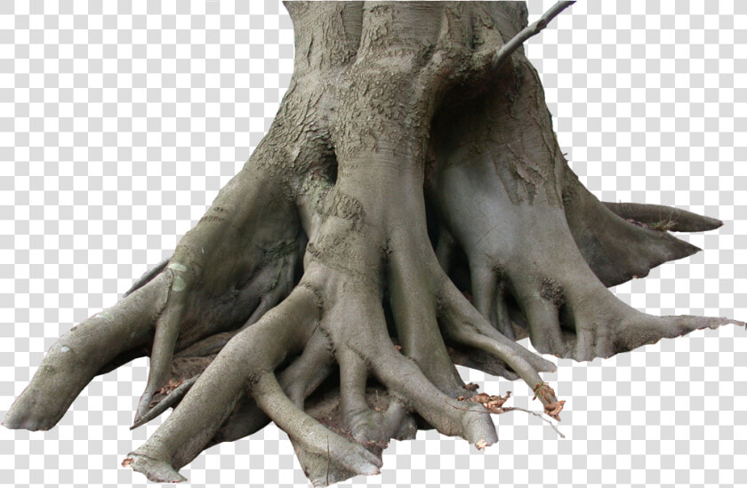 Transparent Tree Trunk Png   Dry Tree Png  Png DownloadTransparent PNG