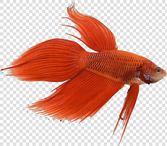 Image   Siamese Fighting Fish  HD Png DownloadTransparent PNG