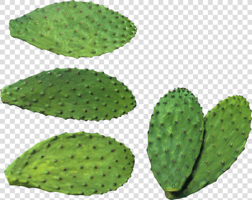 Cactus Plates Png Image   สาร สกัด จาก กระบองเพชร  Transparent PngTransparent PNG