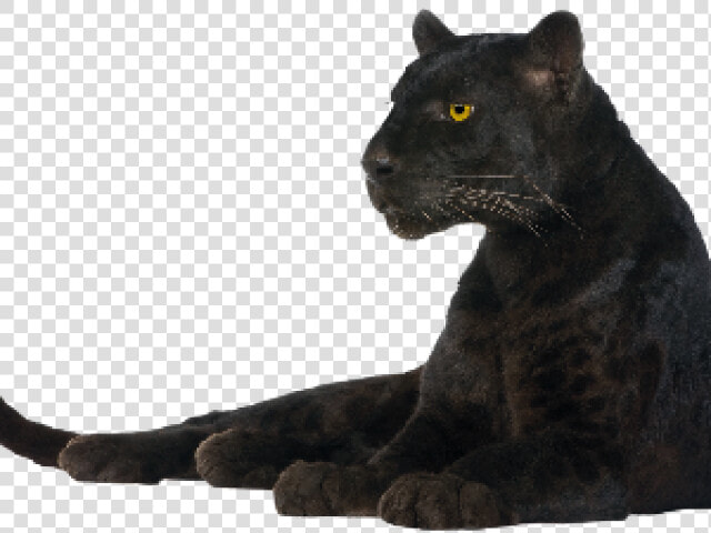 Black Panther Png Transparent Images   Panther Transparent Background  Png DownloadTransparent PNG