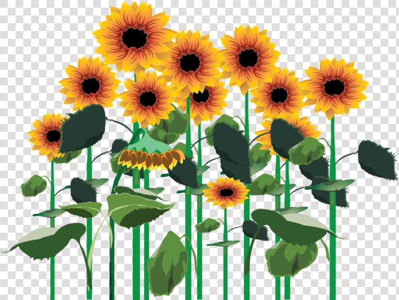 3209172098  Field Of Sunflowers   Transparent Sunflower Field Png  Png DownloadTransparent PNG