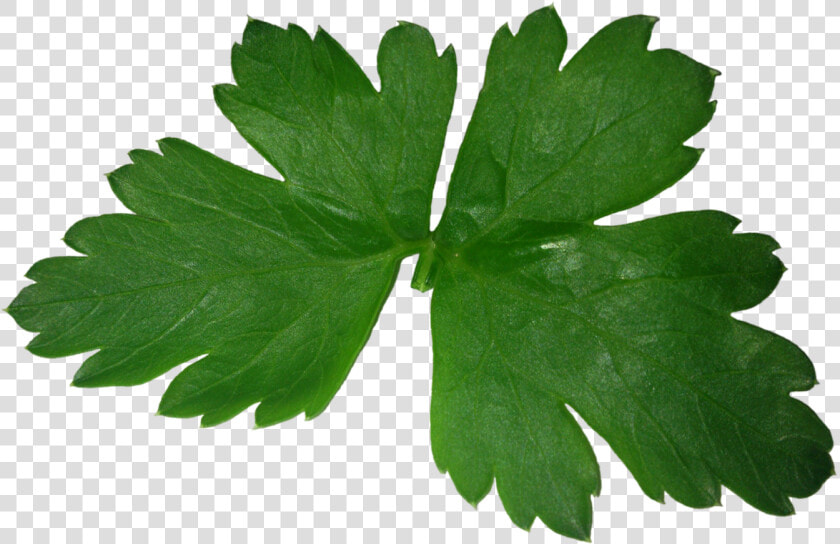 Parsley Png Images   Parsley Png  Transparent PngTransparent PNG