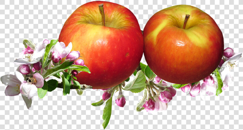 Red Apples  Apple Blossom  Springtime  Garden   Яблоки Png  Transparent PngTransparent PNG