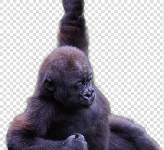 Gorilla Png Transparent Images   Gorilla Png  Png DownloadTransparent PNG