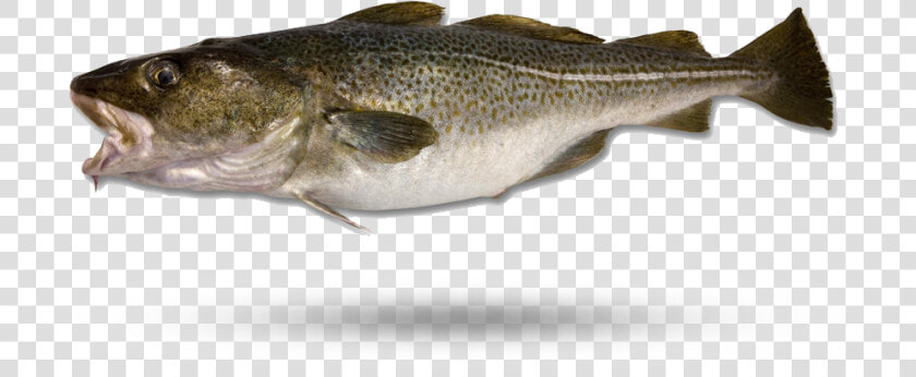 Atlantic Cod   River Fish  HD Png DownloadTransparent PNG