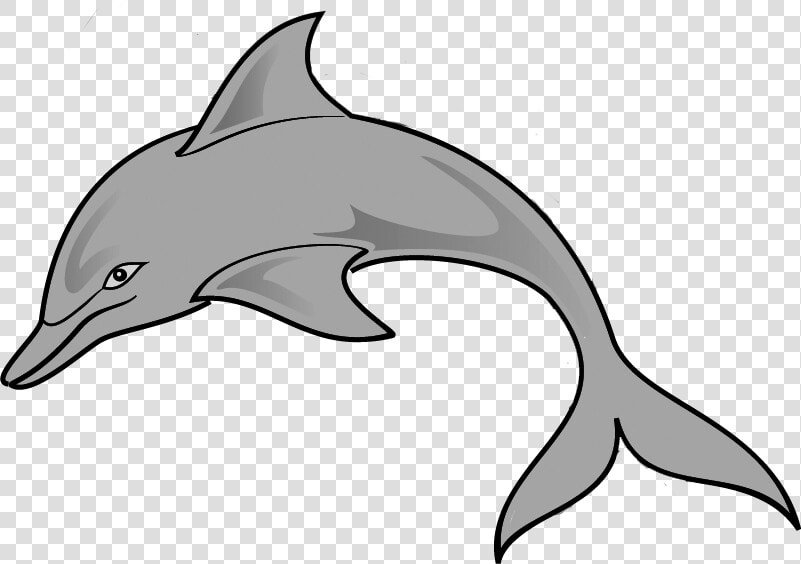 Clipart Of Common  Gray And Dolphin Of   Common Bottlenose Dolphin  HD Png DownloadTransparent PNG