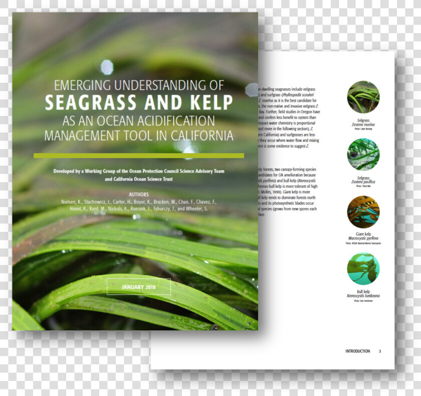 California Seagrass  HD Png DownloadTransparent PNG