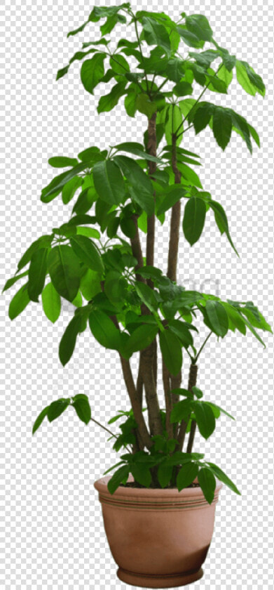 Transparent Pot Plant Png   Transparent Background House Plant Png  Png DownloadTransparent PNG