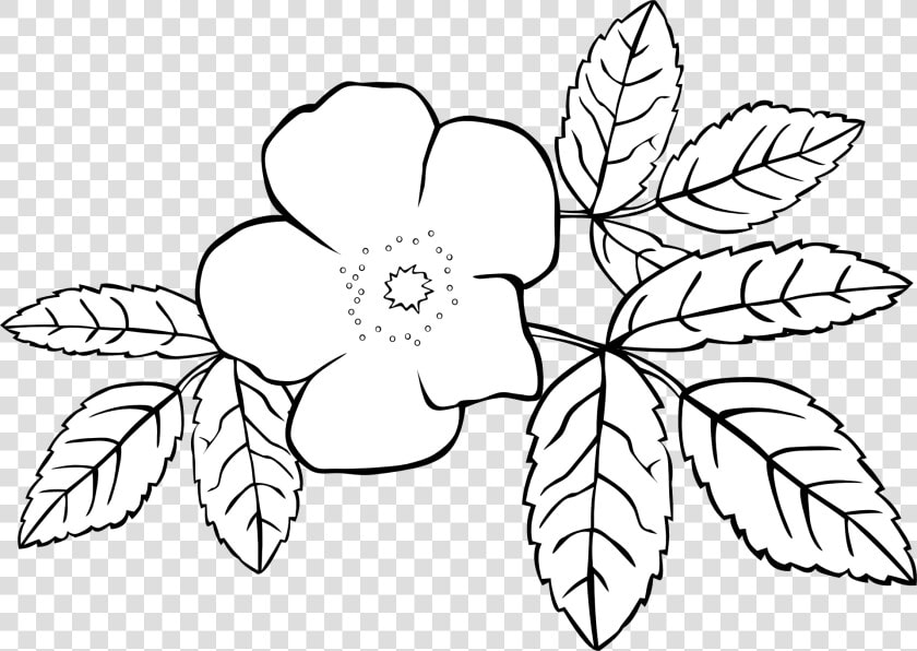 Coloring Book Flower Jasminum Grandiflorum Jasminum   กราฟฟิก ดอกไม้ ขาว ดำ  HD Png DownloadTransparent PNG