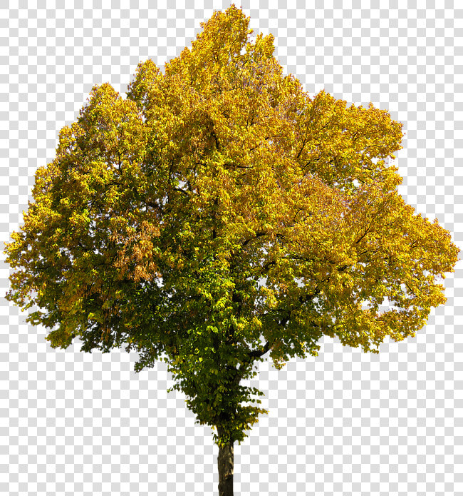 Autumn  Time Of Year  Tree  Leaves  Png  Isolated   Fall Tree Transparent Background  Png DownloadTransparent PNG