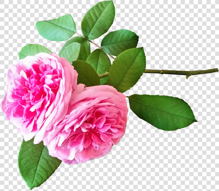 Roses Pink Stem Free Photo   Hermosas Rosas Pixabay Png  Transparent PngTransparent PNG