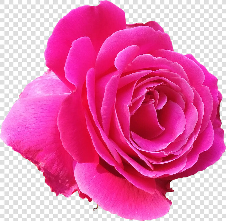 Pink Rose Transparent Background   Pink Rose Clipart Png  Png DownloadTransparent PNG