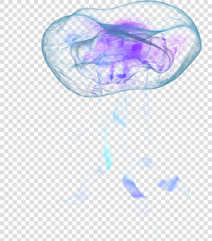 Jellyfish Png   Real Jellyfish Png  Transparent PngTransparent PNG