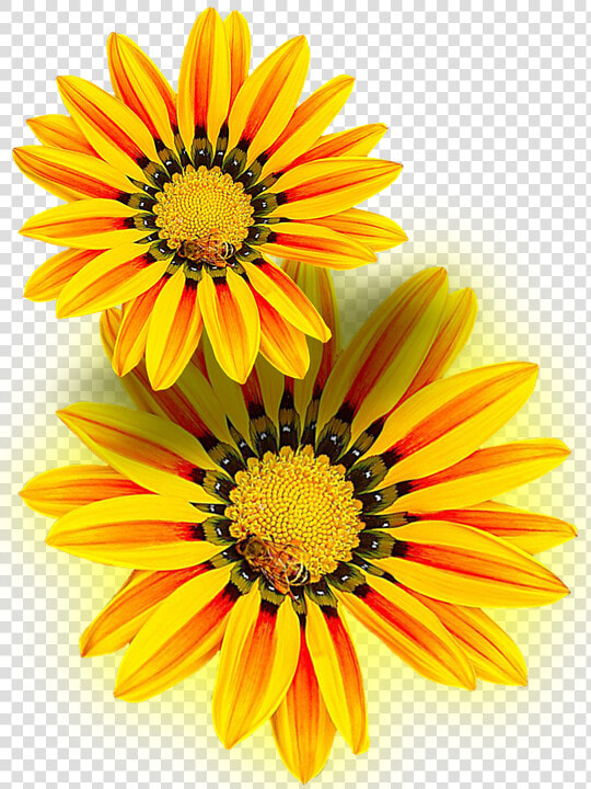 Yellow Flower  Yellow  Png  Isolated   Flor Amarilla En Png  Transparent PngTransparent PNG