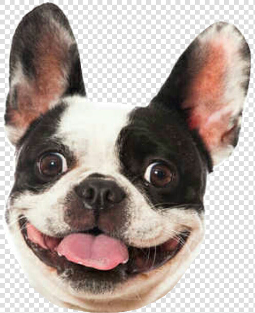  dog  smile  bulldog  frenchbulldog  frenchie  frenchy   World Smile Day Dog  HD Png DownloadTransparent PNG