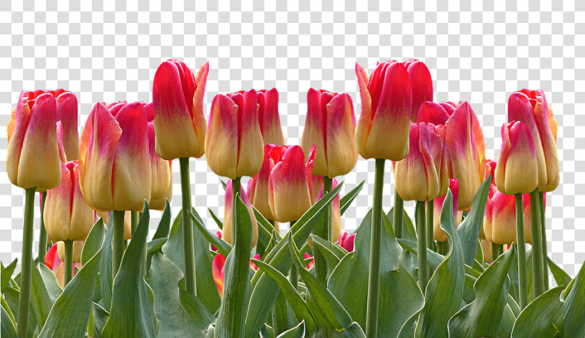 Tulips  Spring  Easter  Nature  Flowers  Blossom  Bloom  HD Png DownloadTransparent PNG