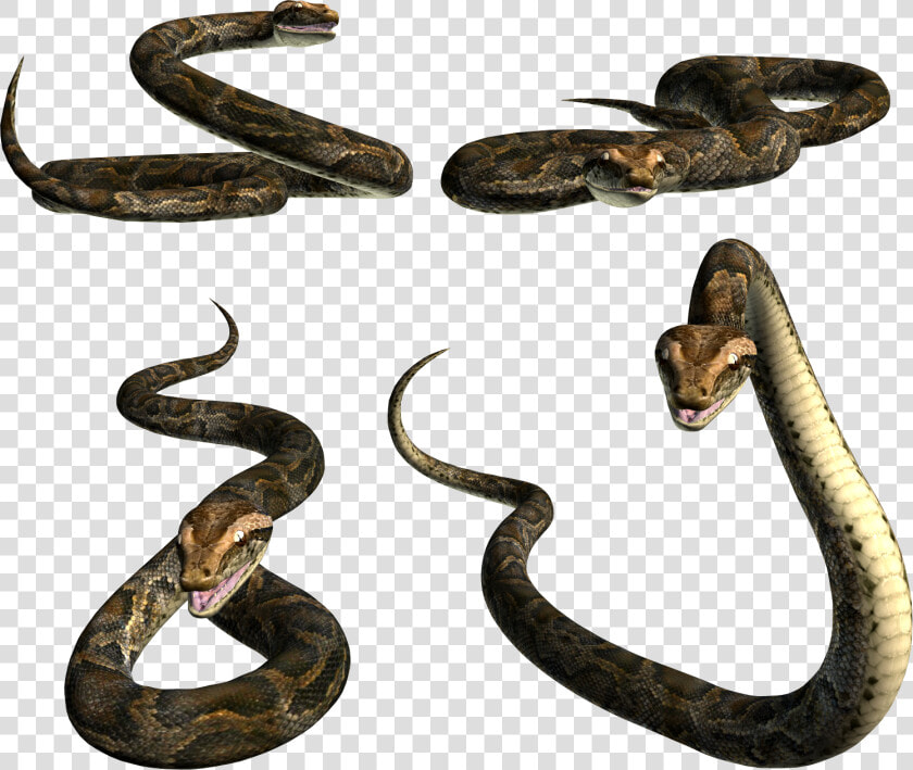 Download And Use Snake Png Image Without Background   Picsart Snake Png Hd  Transparent PngTransparent PNG