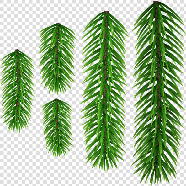 Shortleaf Black Spruce  HD Png DownloadTransparent PNG