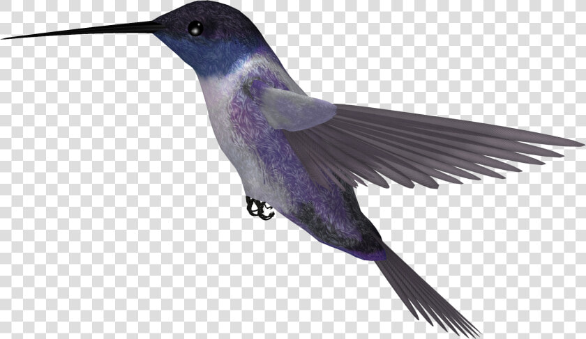 Download Hummingbird Png Picture   Hummingbirds Png  Transparent PngTransparent PNG