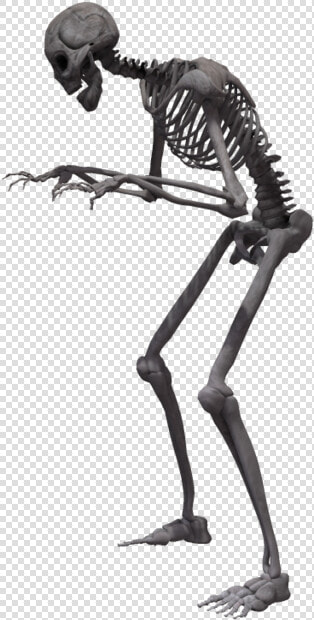 Full Body Skeleton Transparent Background Png   Skeleton Legs Transparent Background  Png DownloadTransparent PNG