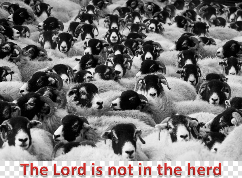 Lord And The Herd   Does Counting Sheep Help You Sleep  HD Png DownloadTransparent PNG