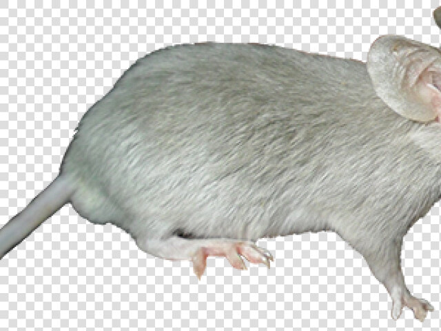 Marsh Rice Rat  HD Png DownloadTransparent PNG