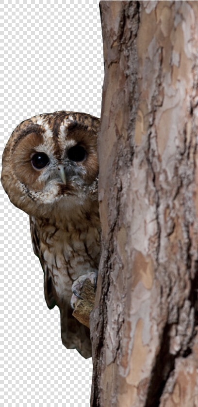 Transparent Owl Flying Png   Western Screech Owl  Png DownloadTransparent PNG