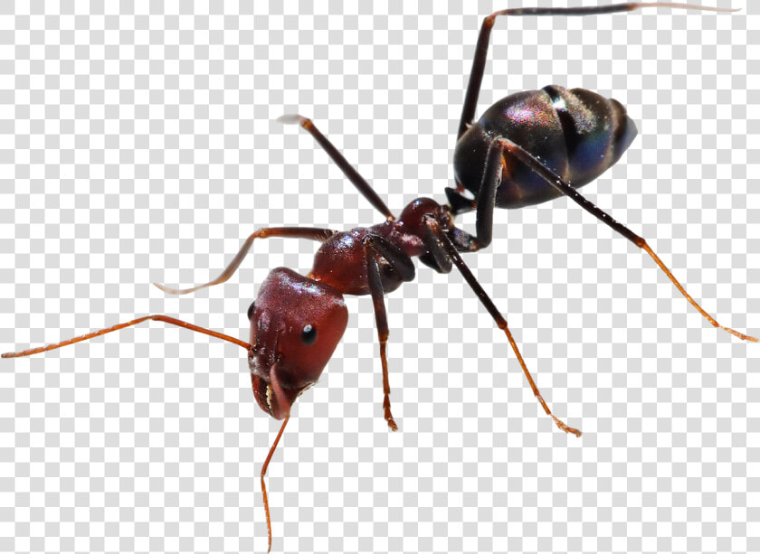 Ants   Ant Png  Transparent PngTransparent PNG