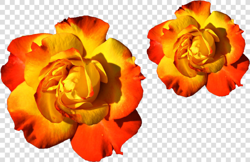 Transparent Colorful Flowers Png   Mixed Colors Yellow And Red  Png DownloadTransparent PNG