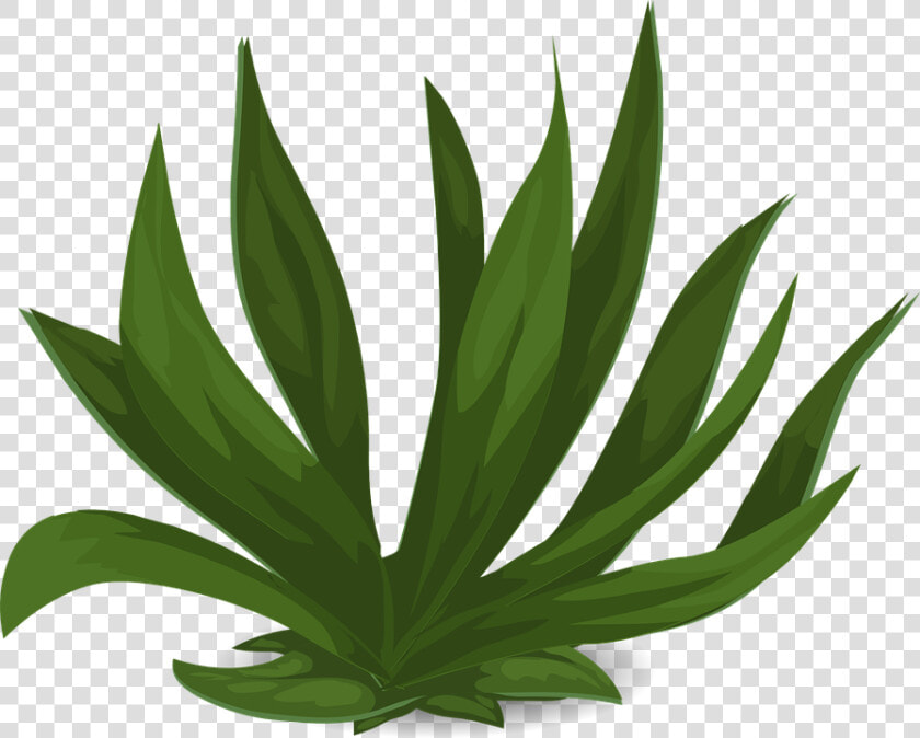 Grasses  Green  Plants  Leafy  Tall  Long  Leaves   Long Leaf Plant Png  Transparent PngTransparent PNG