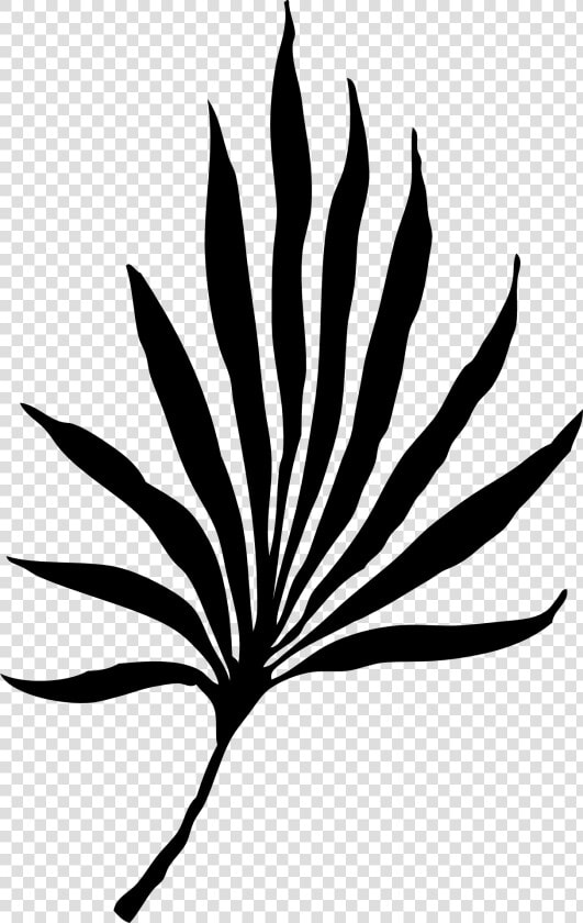 Palm Vector Graphics   Palm Frond Clip Art  HD Png DownloadTransparent PNG