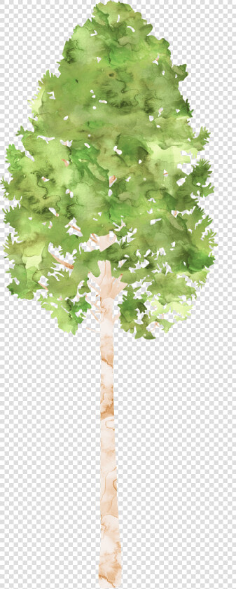 Transparent Camping Trees Clipart   Canoe Birch  HD Png DownloadTransparent PNG