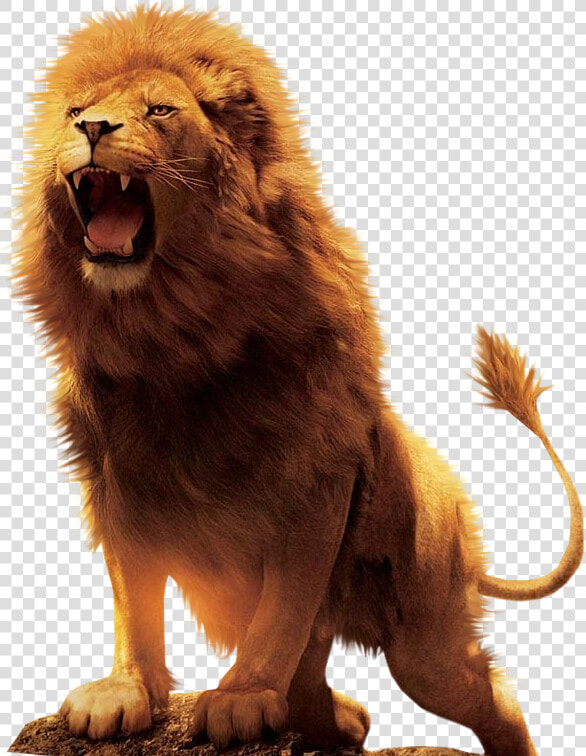 Aslan Lion Desktop Wallpaper Download   Lions Png  Transparent PngTransparent PNG