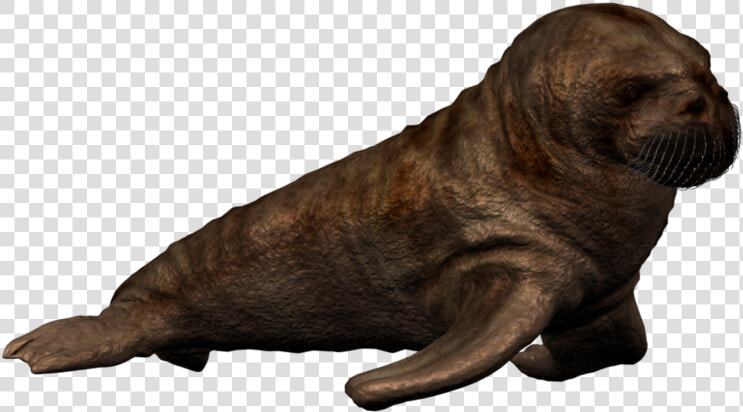 Walrus Png Picture   Baby Walrus Png  Transparent PngTransparent PNG