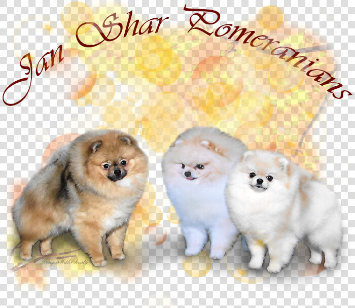 Pomeranian  HD Png DownloadTransparent PNG