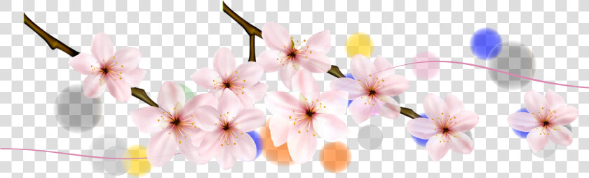 Cherry Blossom Petal Flower Cherry Blossom   Cherry Blossom  HD Png DownloadTransparent PNG