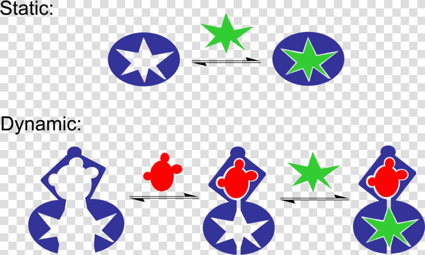 Molecular Recognition Static Vs Dynamic Cartoon   Static And Dynamic Molecular Recognition  HD Png DownloadTransparent PNG