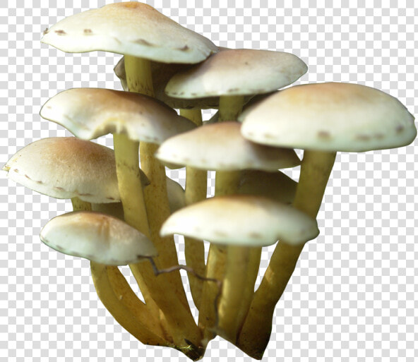 Mushroom Clip Art   Mushroom Png  Transparent PngTransparent PNG