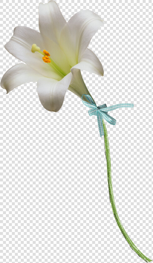 Easter Lily Clipart Free   Easter Lily Png  Transparent PngTransparent PNG